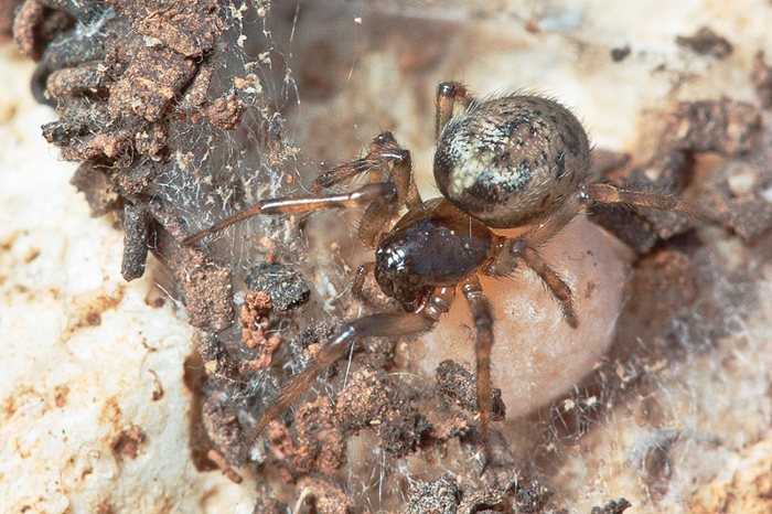 Enoplognatha cf, mandibularis